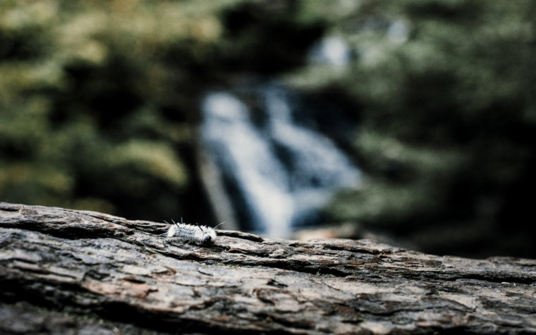 twisted-oaks-studio-ricketts-glen-engagement-0013