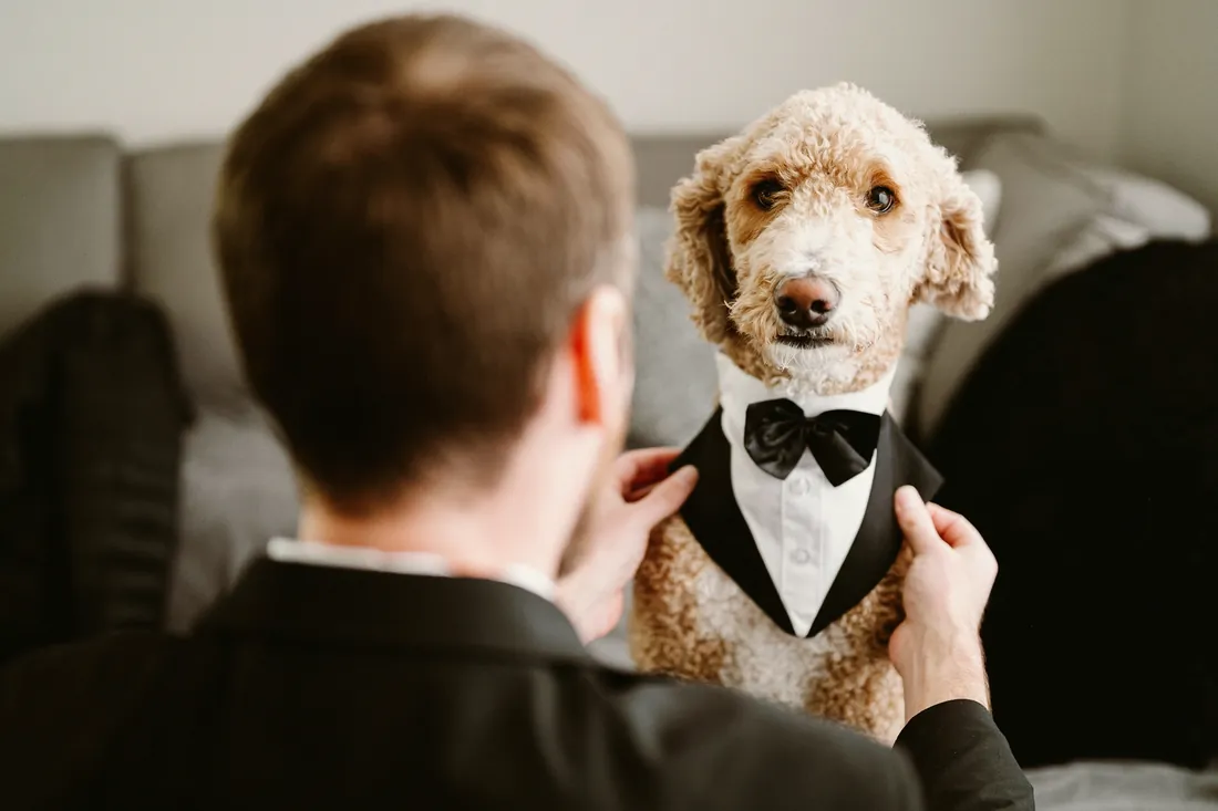 Groom with a curly-haired dog wearing a tuxedo bow tie