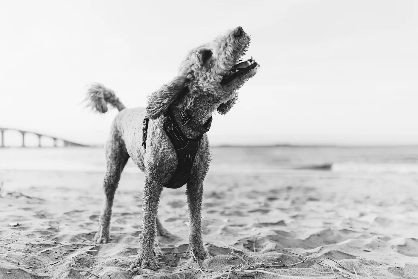 Black and white photo of their goldendoodle on the beach