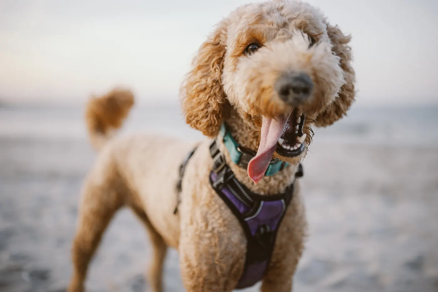 Their happy goldendoodle smiling at the camera on the beach