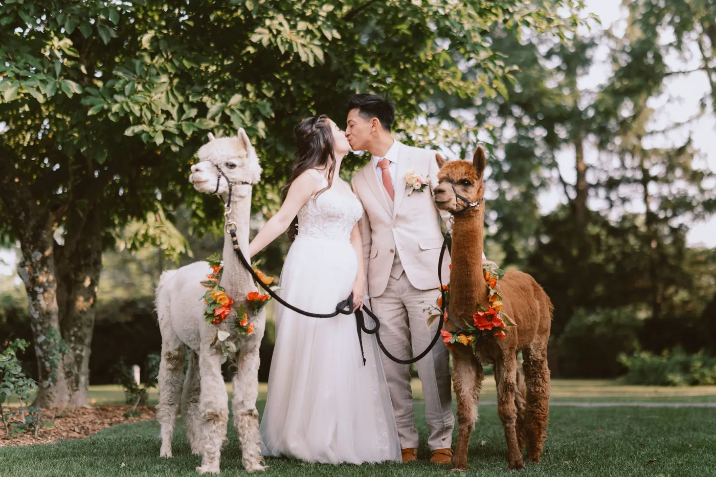 Camille and Ivan kissing between two alpacas wearing flower collars