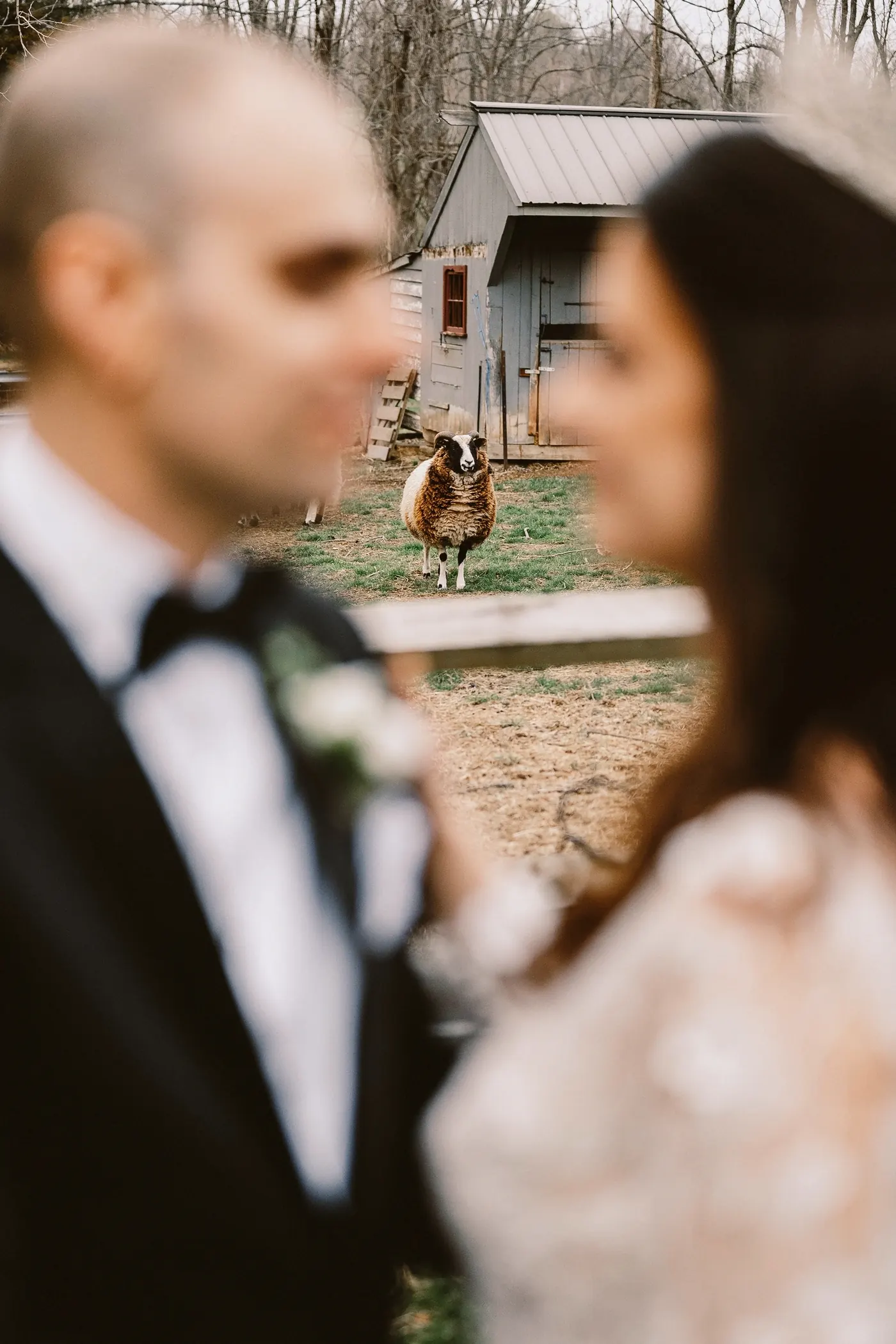 A sheep peeking out between Steve and Maria by the barn
